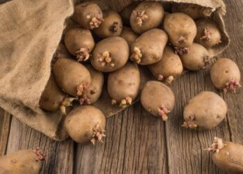 маршрути до дач